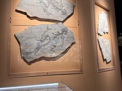 -辽宁古生物博物馆