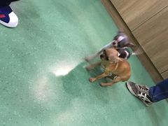-藦茜花园宠物主题亲子互动体验馆(国顺东路店)