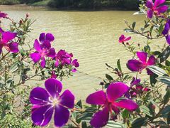 -南国桃园旅游度假区