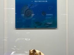 -贝壳王国博物馆