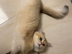 -lincat·猫舍(广州店)