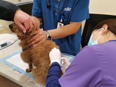 -萌兽医馆·犬猫专科·眼科中心·宠物医院(朝阳门分院)