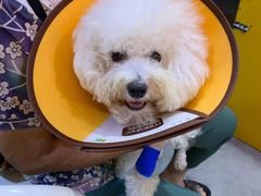 -严国平动物医院(德政总院)