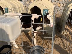 -君乐宝优致牧场