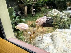 -熊猫自助餐厅.萌趣城堡(长隆熊猫酒店)