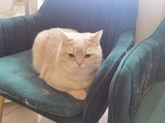 -平行世界·猫咖(首经贸店)