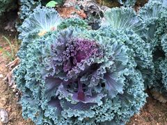 -松山湖梦幻百花洲