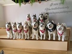 -Husky Go! 哈士奇体验馆·宠物咖啡厅狗咖