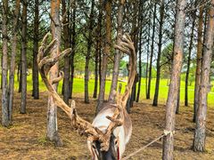 -北极村旅游风景区