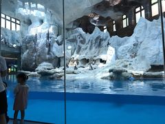 -帝企鹅自助餐厅•儿童岛•真企鹅(长隆企鹅酒店)