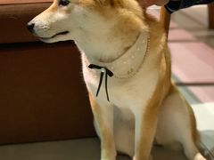 -柴务处·柴犬主题狗咖