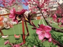 -爱彼格林珑悦幼儿园