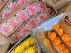 -溪岸路花鸟市场