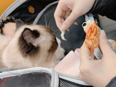 -北京观赏动物医院·24小时大型综合·猫专科·异宠专科
