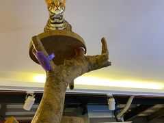 -more than meow吴止猫主题餐厅(承德 中船汇店)