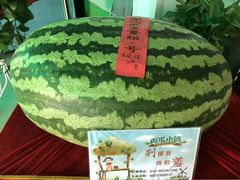 -西瓜小镇