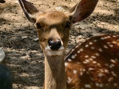 -大连森林动物园