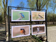 -野鸭湖国家湿地公园