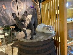 -more than meow吴止猫主题餐厅(承德 中船汇店)