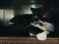 -more than meow吴止猫主题餐厅(承德 中船汇店)