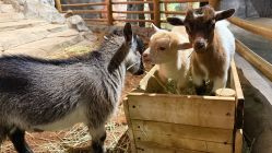 -Zoolung Zoolung动物主题公园(海信广场店)