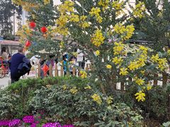 -空港花田景区