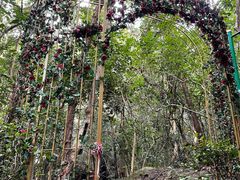 -七仙岭温泉国家森林公园