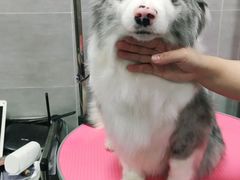 -宠福鑫康馨动物医院·骨科·眼科