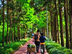 -上海长兴岛郊野公园