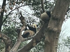 -都江堰中华大熊猫苑