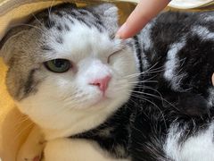 -喵百万·布偶·蓝金金渐层英短·猫舍(百子湾店)
