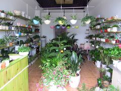 盆栽-田园花舍花店(北城未来实体店)
