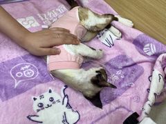 -美联众合爱康动物医院•复杂内科•肿瘤科•牙科•腔镜诊疗中心