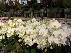 -龙大花卉苗木市场