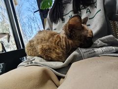 -琪喵猫屋·撸猫猫咖·猫舍