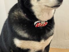 -是阿柴呀！柴犬咖啡·爱喵喵猫咖