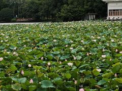 -荔湾湖公园