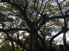 -瑞丽独树成林风景区