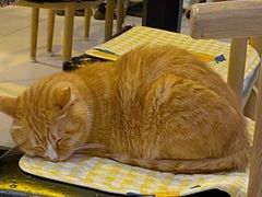 -平行世界·猫咖(首经贸店)