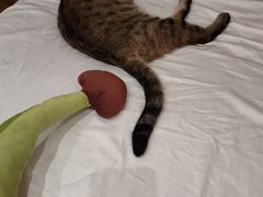 -中农国际动物医院24小时·猫科·骨科·急重症中心