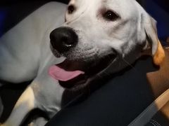 -趣玩宠物乐园寄养训犬训狗游泳池