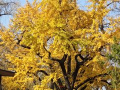 -千年银杏谷文化旅游区