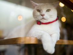 -有猫主题·治愈系猫咖(曾厝垵店)