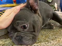 -more than meow吴止猫主题餐厅(承德 中船汇店)