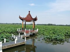 -荷花荡