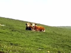 -灵山