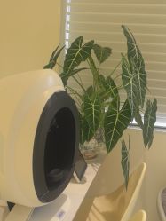 -安那般那皮肤年轻化ANAPANA