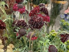 -花邻FloweringLife花艺气球派对(武康大楼店)