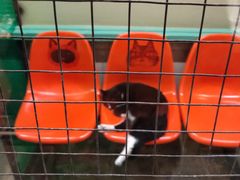 -猫咪博物馆(顶澳仔猫街店)