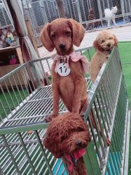 -萌宠亲子动物乐园(槐房万达店)